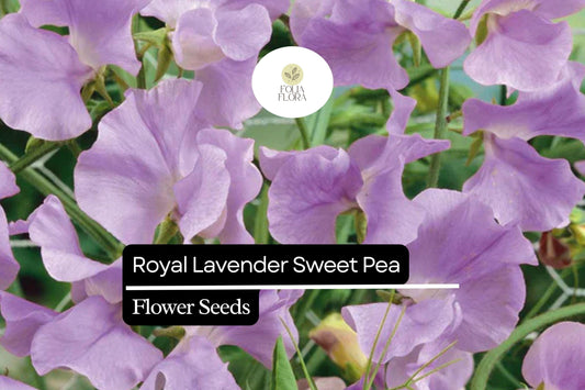 Royal Lavender Sweet Pea Seeds - Fragrant Purple Blooms
