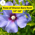 2 Rose of Sharon Live Plants, Hibiscus Syriacus, Bare Root Shrubs