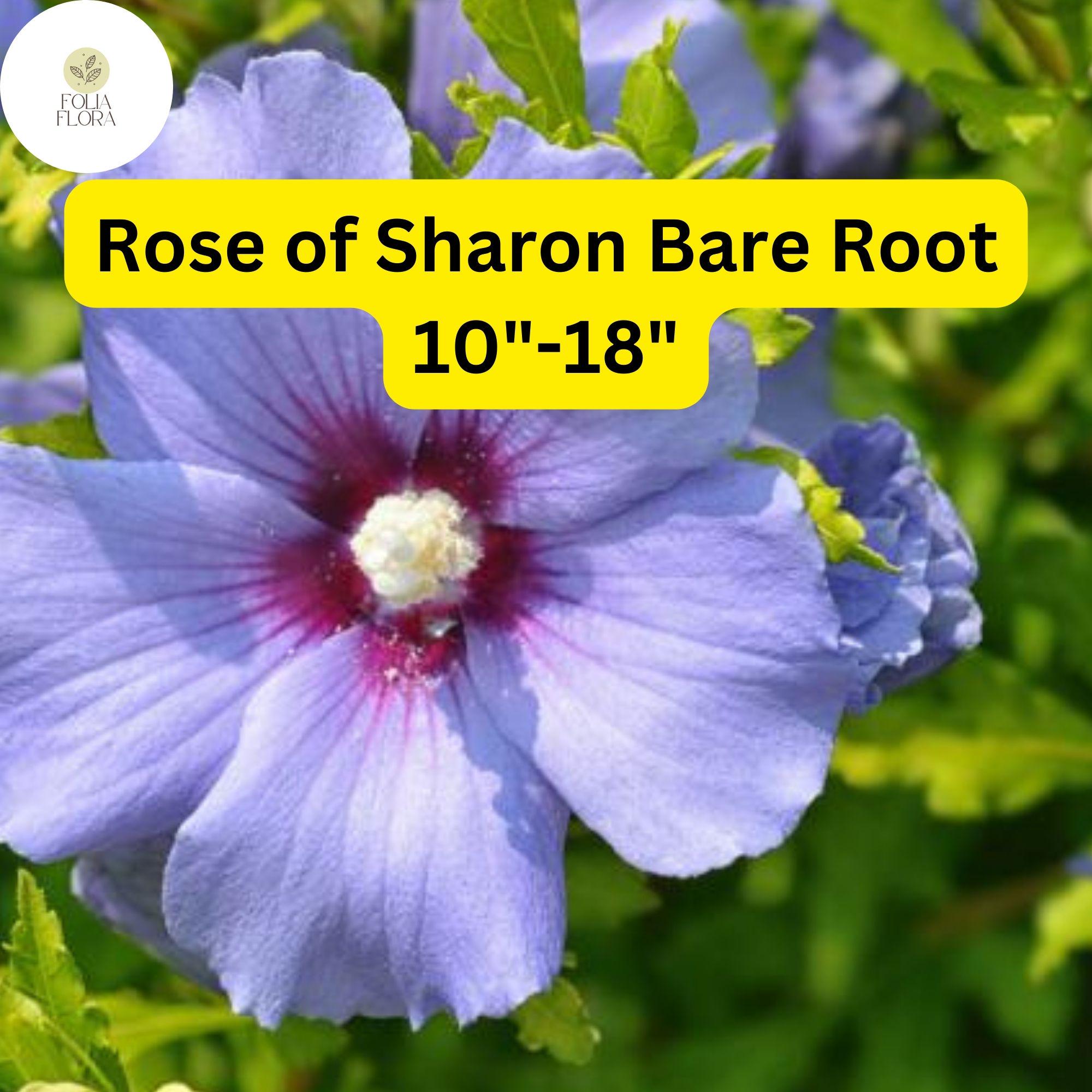 2 Rose of Sharon Live Plants, Hibiscus Syriacus, Bare Root Shrubs