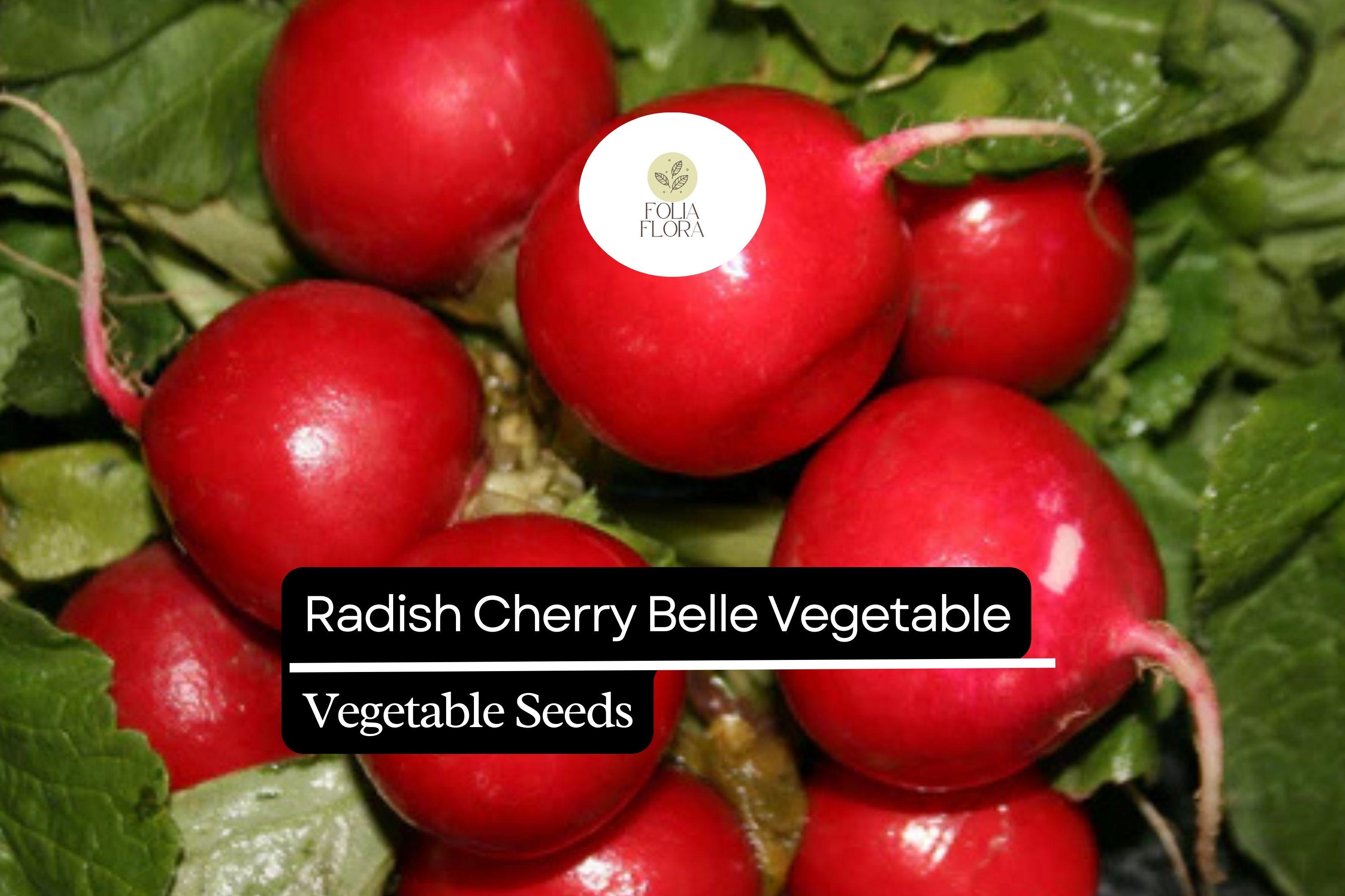 200 Seeds Cherry Belle Radish - Raphanus sativus | Quick-Growing Crunchy Red Radishes