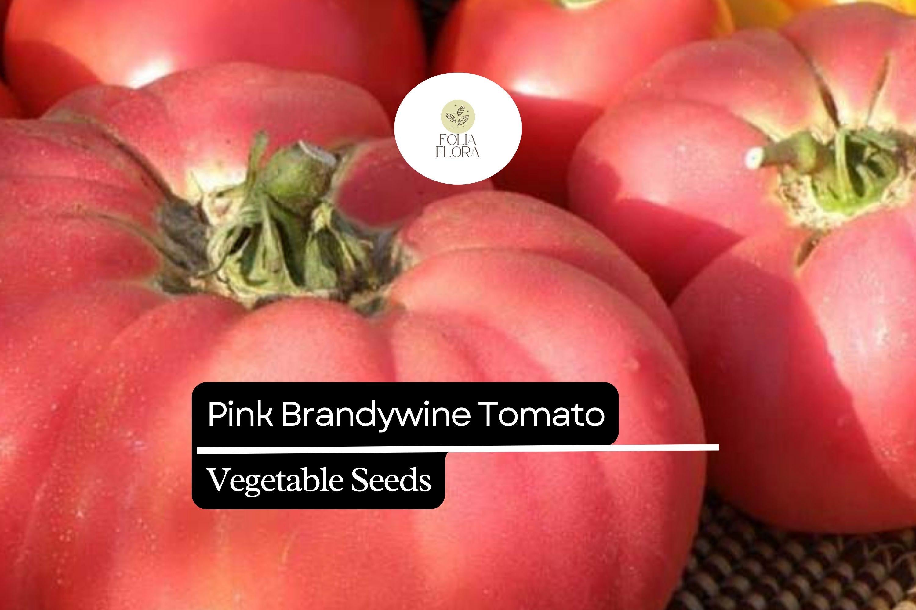 30 Seeds Pink Brandywine Tomato - Solanum lycopersicum | Heirloom, Juicy, and Flavorful Tomatoes