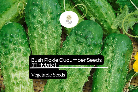 15 Seeds Bush Pickle Cucumber (Cucumis sativus) - Compact F1 Hybrid Variety for Gardens & Containers