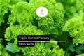 500 Seeds Triple Curled Parsley (Petroselinum crispum) - Flavorful Herb for Culinary & Ornamental Use