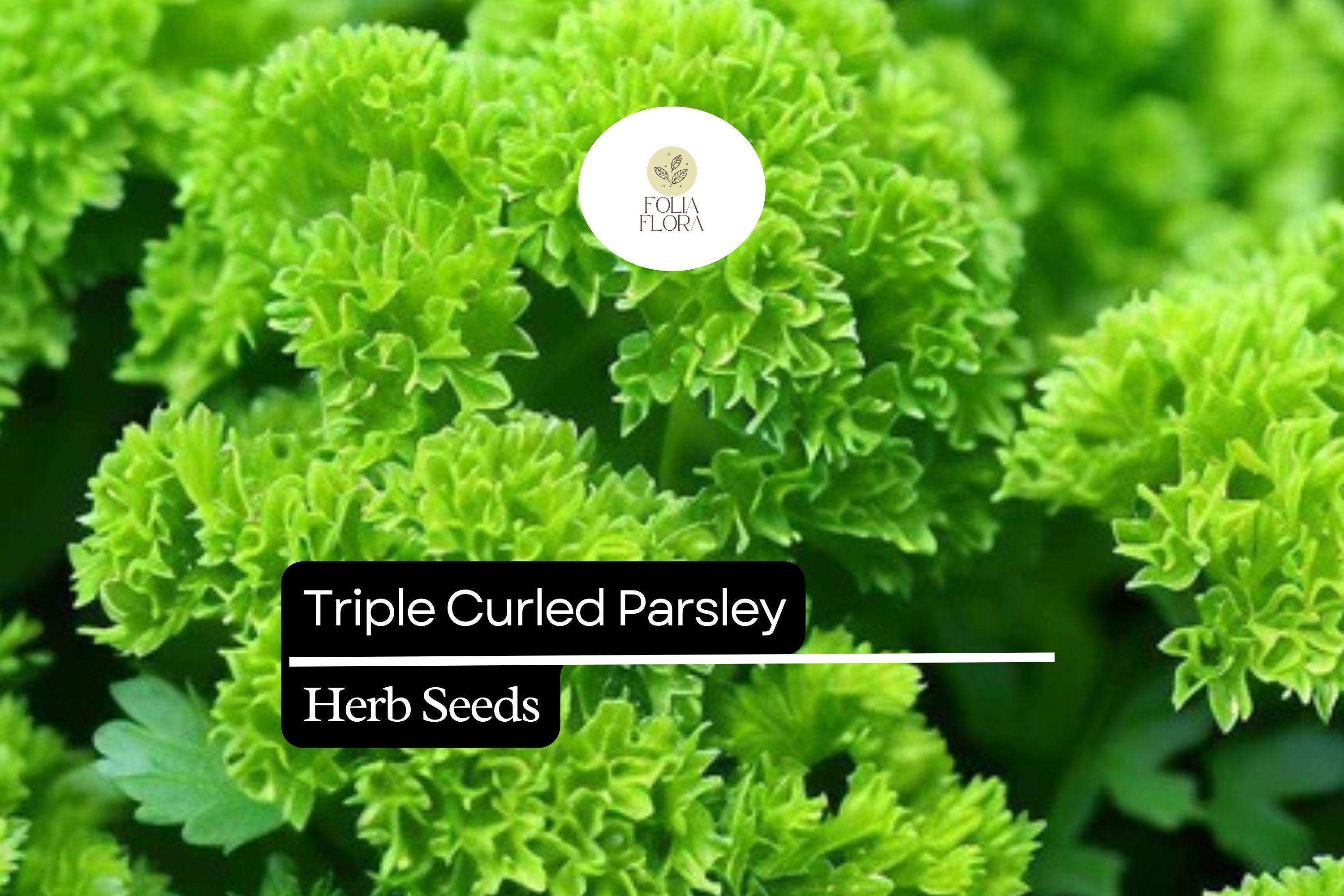 500 Seeds Triple Curled Parsley (Petroselinum crispum) - Flavorful Herb for Culinary & Ornamental Use
