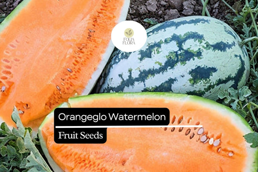 10 Seeds Orangeglo Watermelon, Citrullus Lanatus, Sweet Orange Flesh Melon
