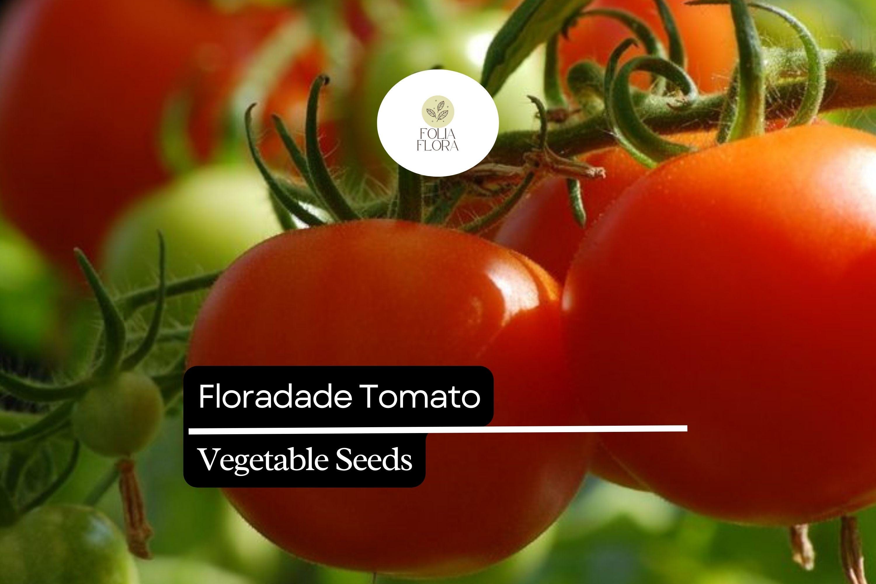 50 Seeds Floradade Tomato Seeds – Heat-Tolerant, High-Yielding, Crack-Resistant, Indeterminate Solanum lycopersicum