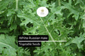 200 Seeds White Russian Kale (Brassica napus) â€“ Tender, Sweet, and Frost-Hardy Kale Variety