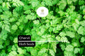 400 Seeds Chervil Herb Pack – Aromatic Anthriscus cerefolium for Cooking & Garnishing