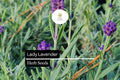 25 Seeds Lady Lavender, Lavandula angustifolia, Fragrant Perennial Herb for Gardens & Aromatherapy