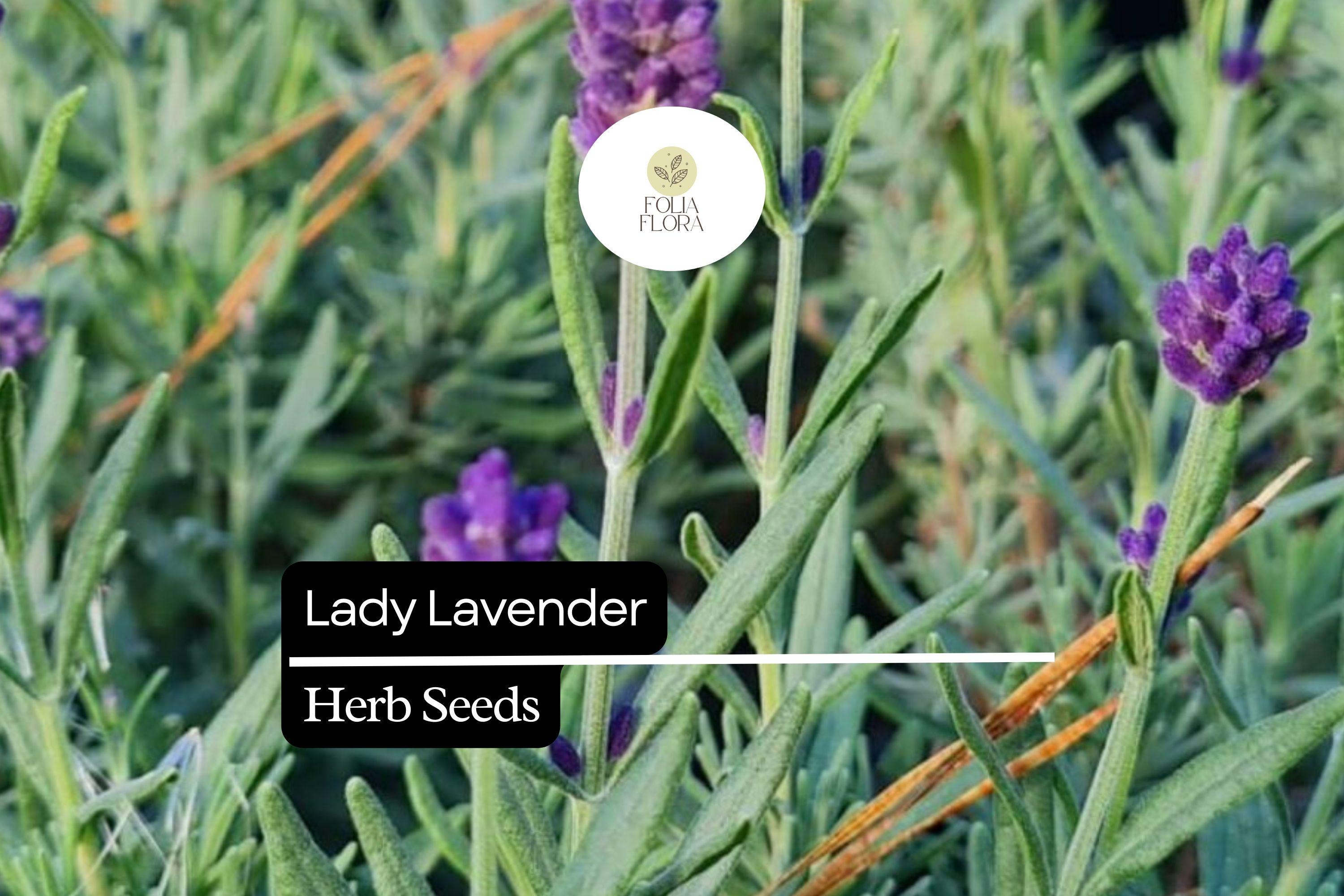 25 Seeds Lady Lavender, Lavandula angustifolia, Fragrant Perennial Herb for Gardens & Aromatherapy