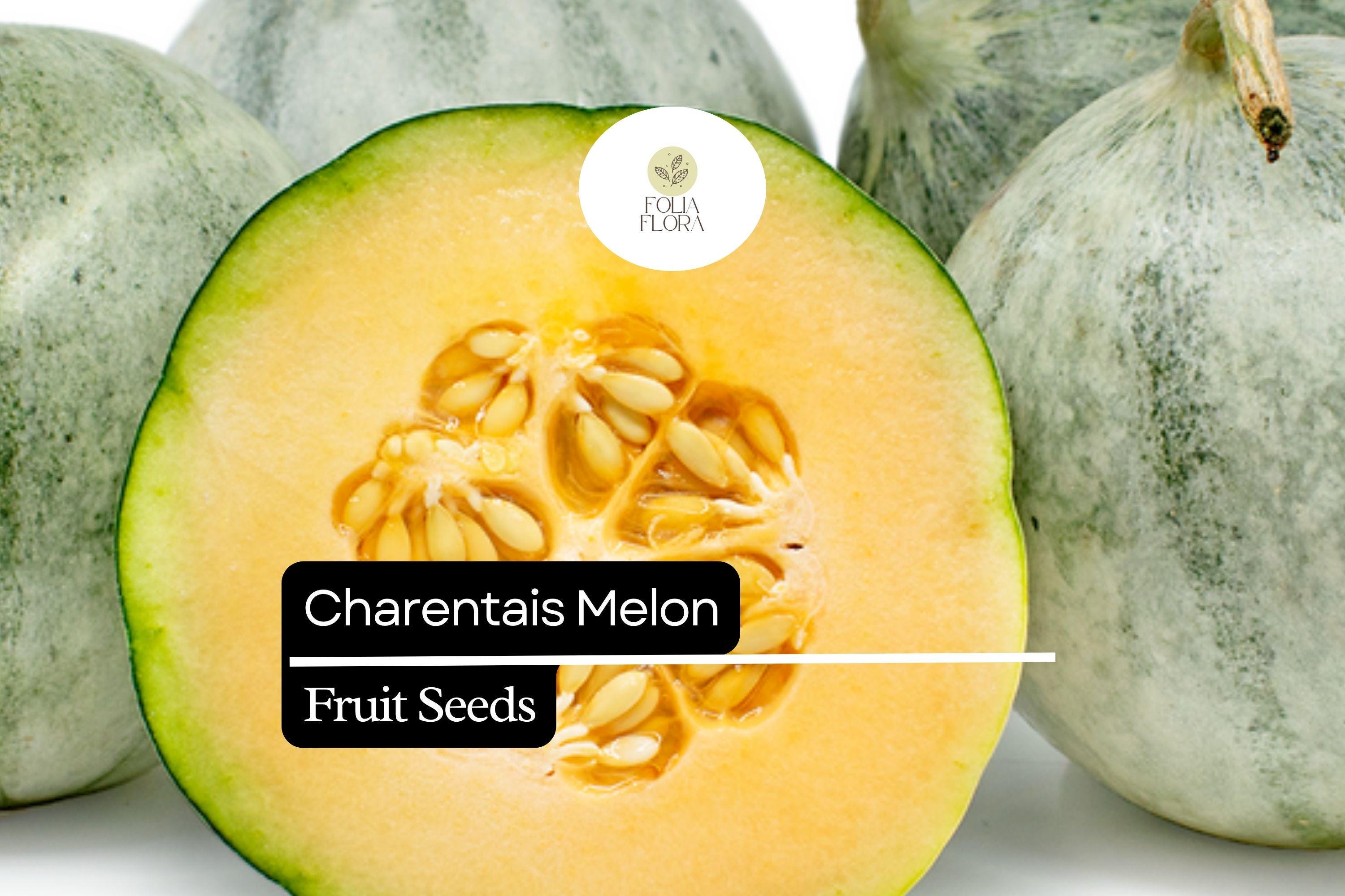 25 Seeds Charentais Melon (Cucumis melo) â€“ French Heirloom Melon with Sweet, Fragrant Flesh