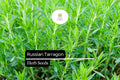 1500 Seeds Russian Tarragon (Artemisia dracunculoides) â€“ Hardy Culinary Herb for Flavorful Dishes