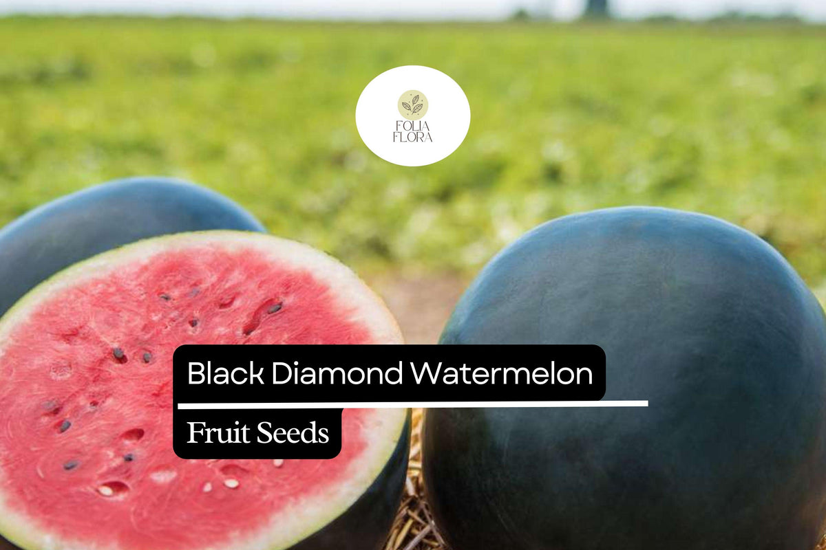10 Seeds Black Diamond Watermelon (Citrullus lanatus) â€“ Sweet, Large, and Juicy Melons