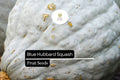 Blue Hubbard Squash Seeds – Heirloom Winter Cucurbita maxima for Roasting, Baking & Soups