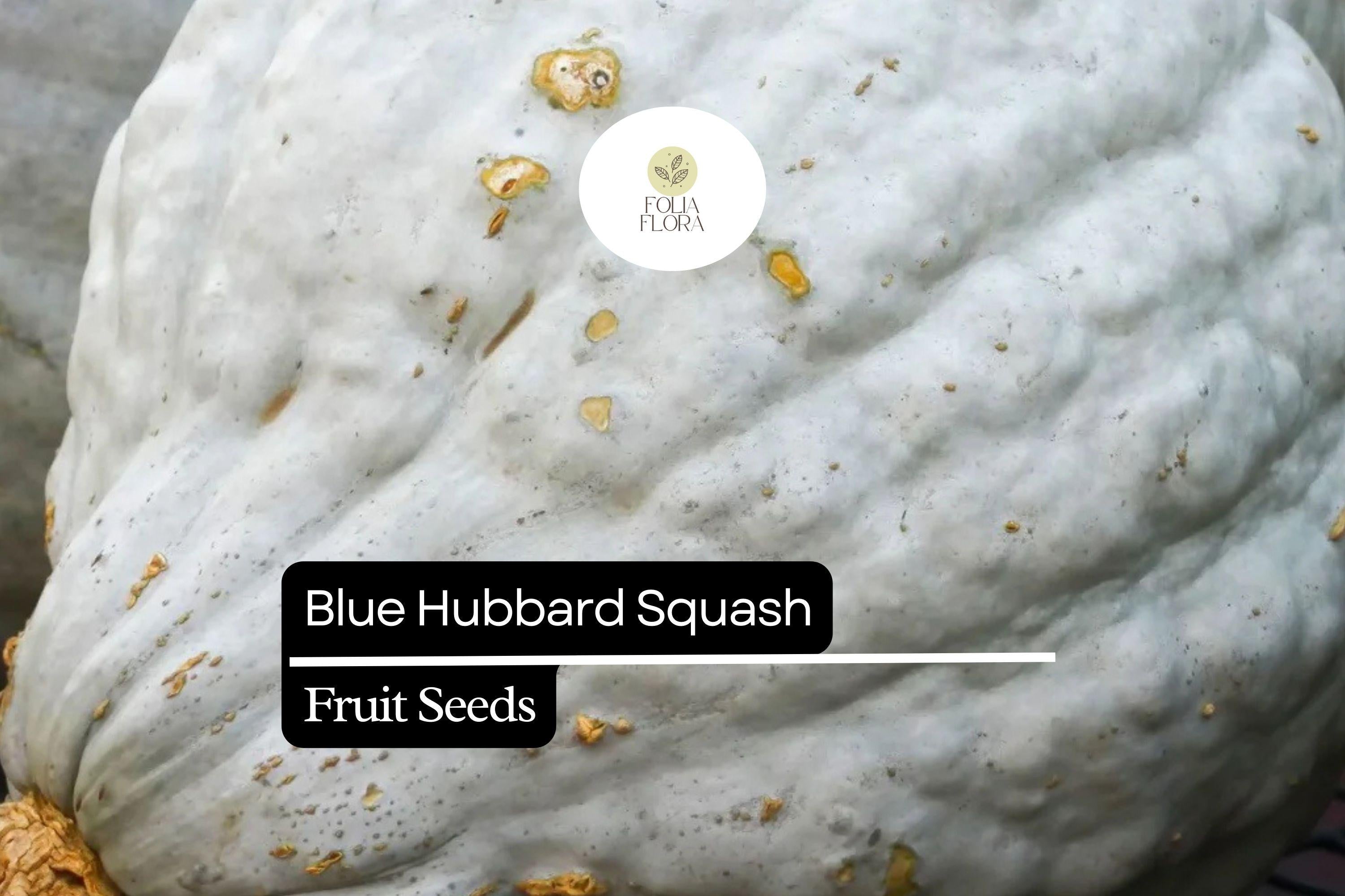 Blue Hubbard Squash Seeds – Heirloom Winter Cucurbita maxima for Roasting, Baking & Soups