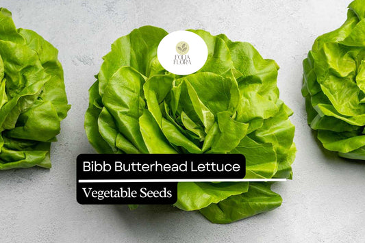 Bibb Lettuce Seeds - Butterhead Variety, 500 Seeds