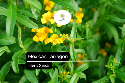 100 Seeds Mexican Tarragon Herb Seeds – Tagetes lucida, Sweet Licorice Flavor, Drought-Tolerant, Pollinator-Friendly, Culinary Herb