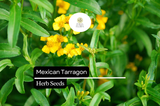 100 Seeds Mexican Tarragon Herb Seeds – Tagetes lucida, Sweet Licorice Flavor, Drought-Tolerant, Pollinator-Friendly, Culinary Herb