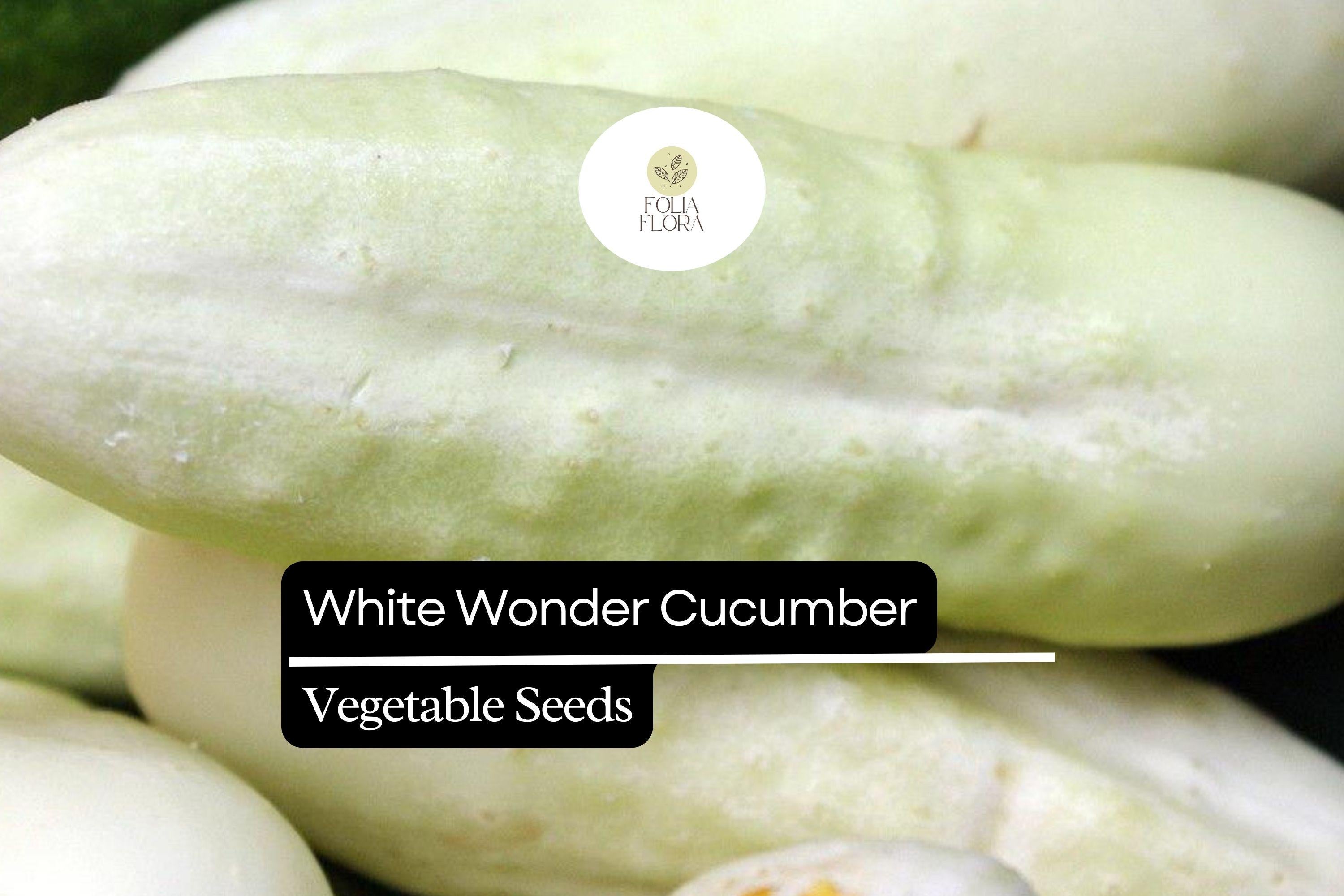 50 Seeds White Wonder Cucumber (Cucumis sativus) â€“ Unique White Skin, Crisp Texture, Sweet Flavor