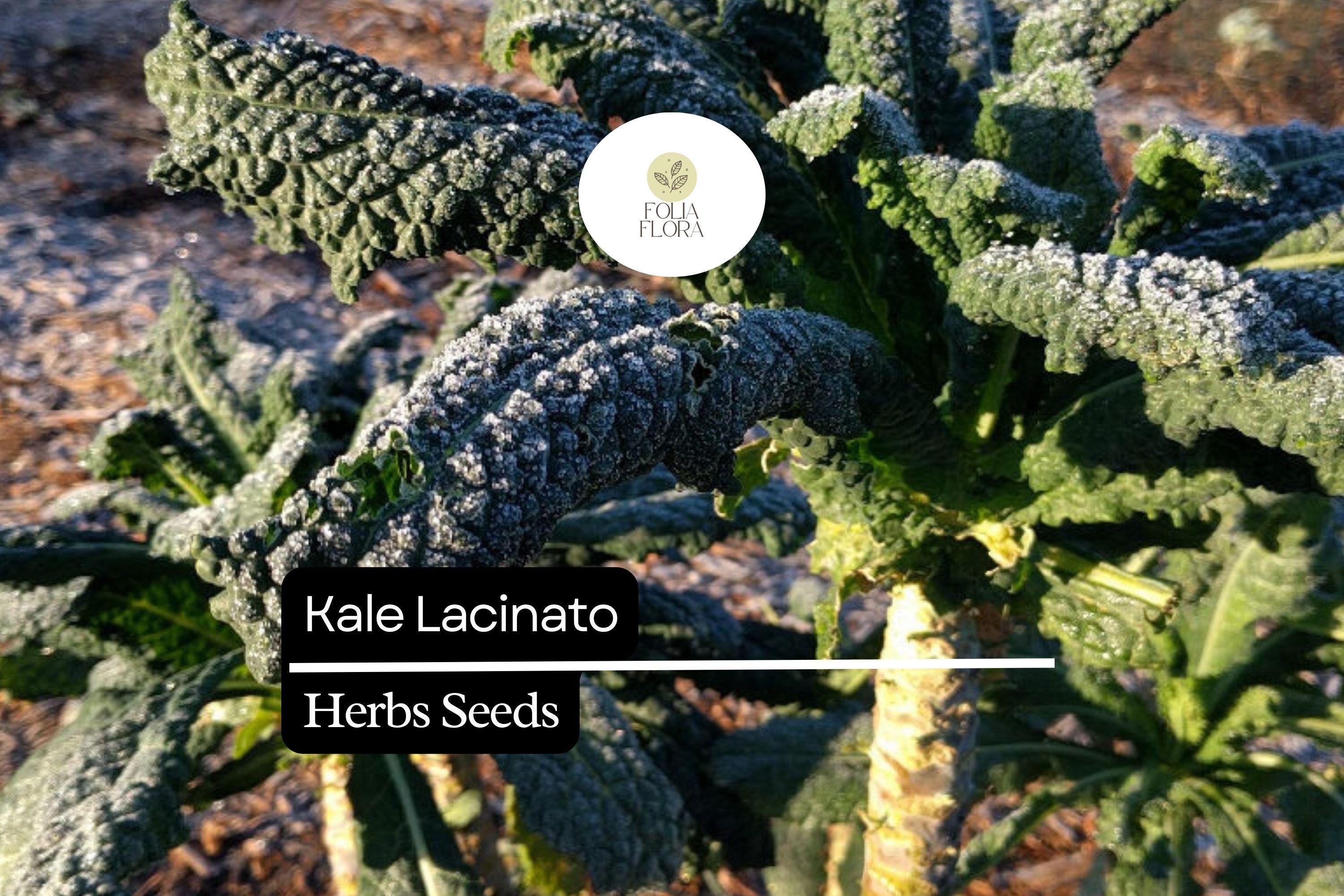 Lacinato Kale Seeds | Dinosaur Kale, Heirloom Non-GMO