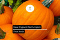 15 Seeds New England Pie Pumpkin (Cucurbita pepo) â€“ Ideal for Baking and Fall Harvest