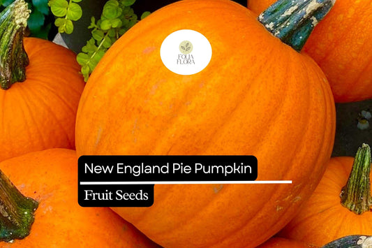 15 Seeds New England Pie Pumpkin (Cucurbita pepo) â€“ Ideal for Baking and Fall Harvest