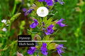 300 Seeds Hyssop (Hyssopus officinalis) â€“ Aromatic Herb, Culinary Use, Easy to Grow