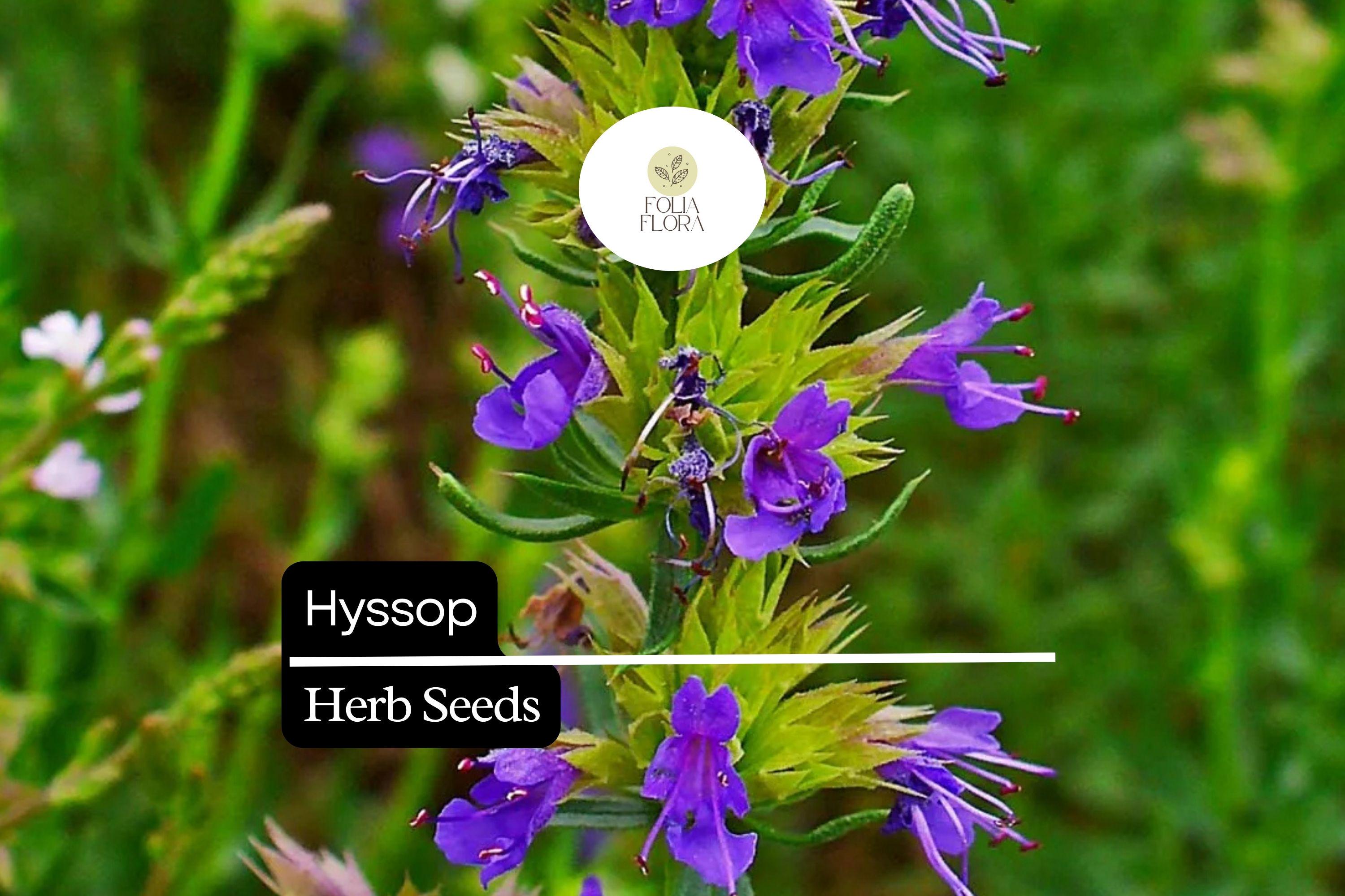 300 Seeds Hyssop (Hyssopus officinalis) â€“ Aromatic Herb, Culinary Use, Easy to Grow