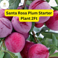 Santa Rosa Plum Tree â€“ 2ft Live Fruit Tree, Ready to Plant