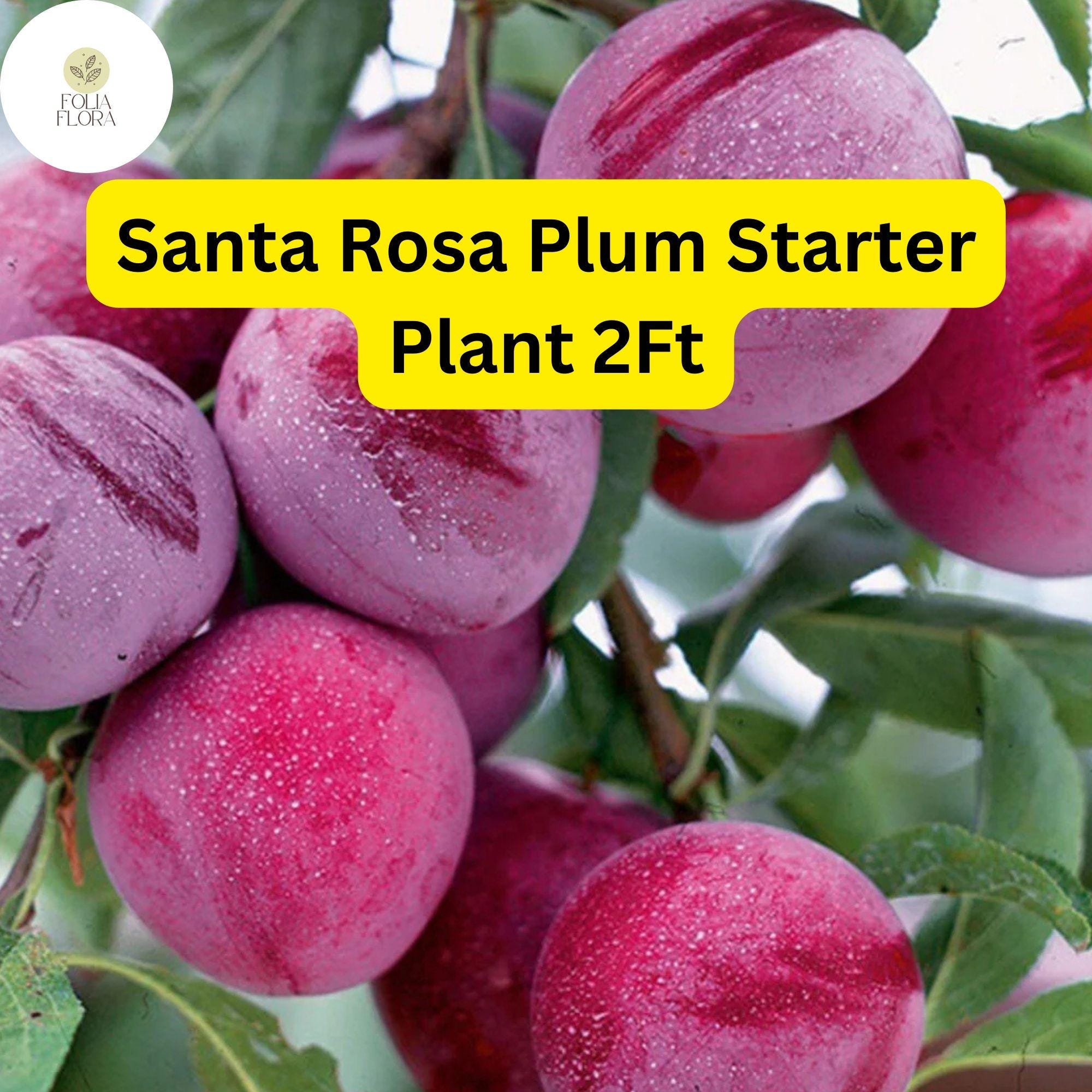 Santa Rosa Plum Tree â€“ 2ft Live Fruit Tree, Ready to Plant