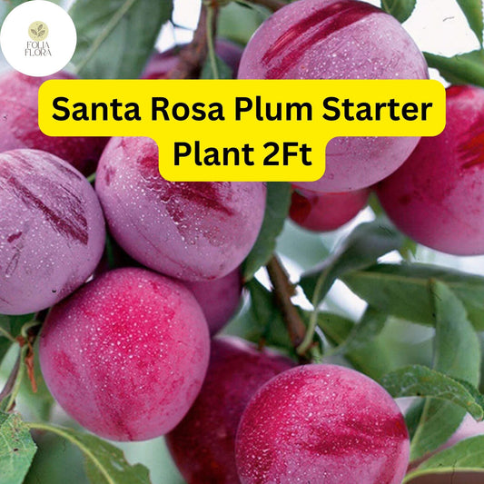 Santa Rosa Plum Tree â€“ 2ft Live Fruit Tree, Ready to Plant