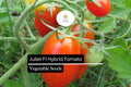Juliet F1 Hybrid Tomato Seeds – High-Yield, Sweet, Crack-Resistant Grape Tomatoes (Solanum lycopersicum)