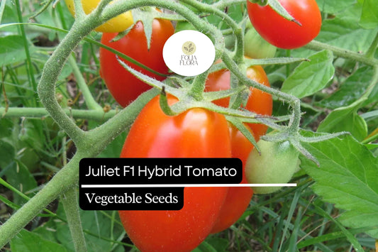 10 Seeds Juliet F1 Hybrid Tomato (Solanum lycopersicum) â€“ High-Yield, Sweet & Versatile