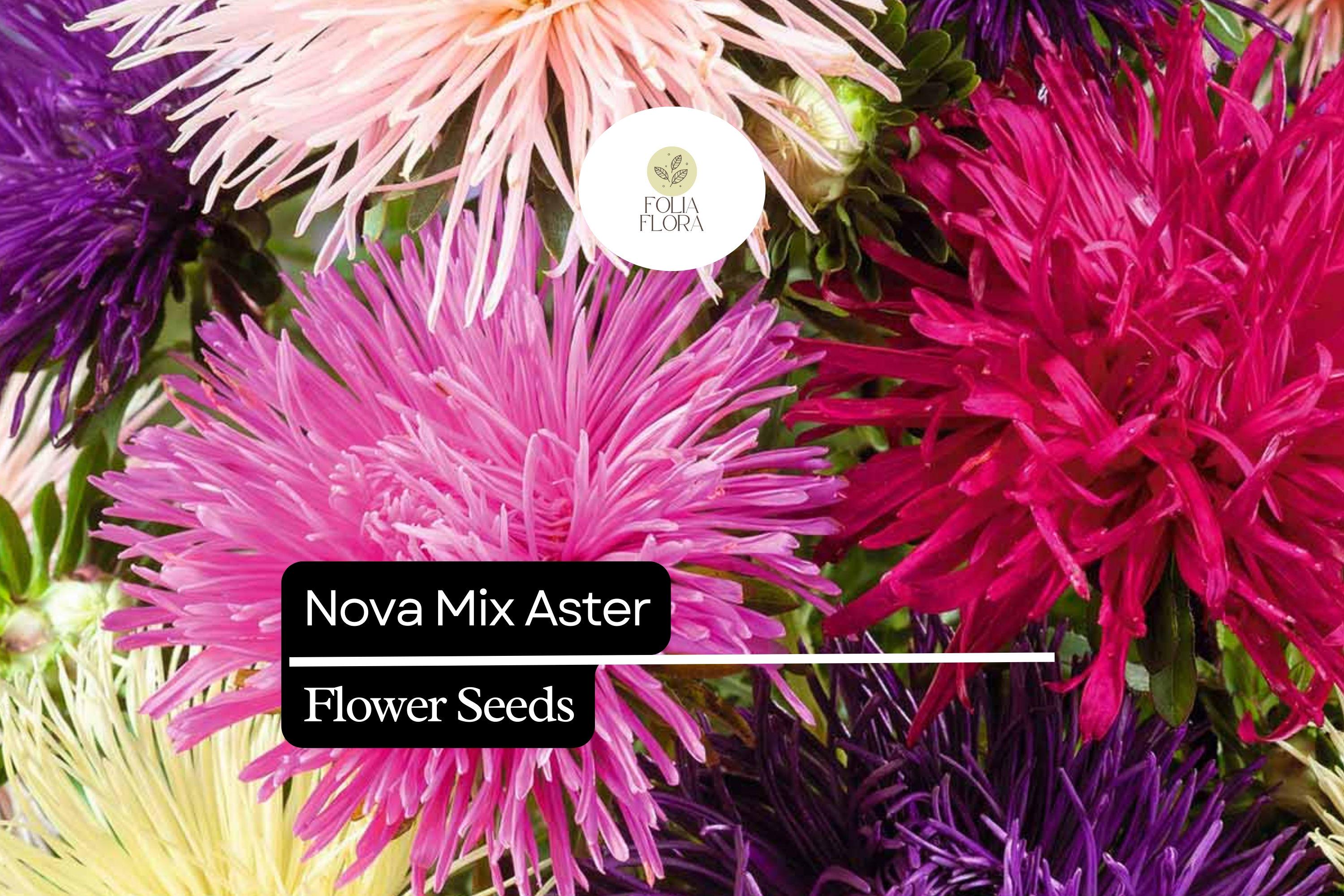 50 Seeds Nova Mix Aster (Callistephus chinensis) â€“ Vibrant Annual Blooms in a Rainbow of Colors
