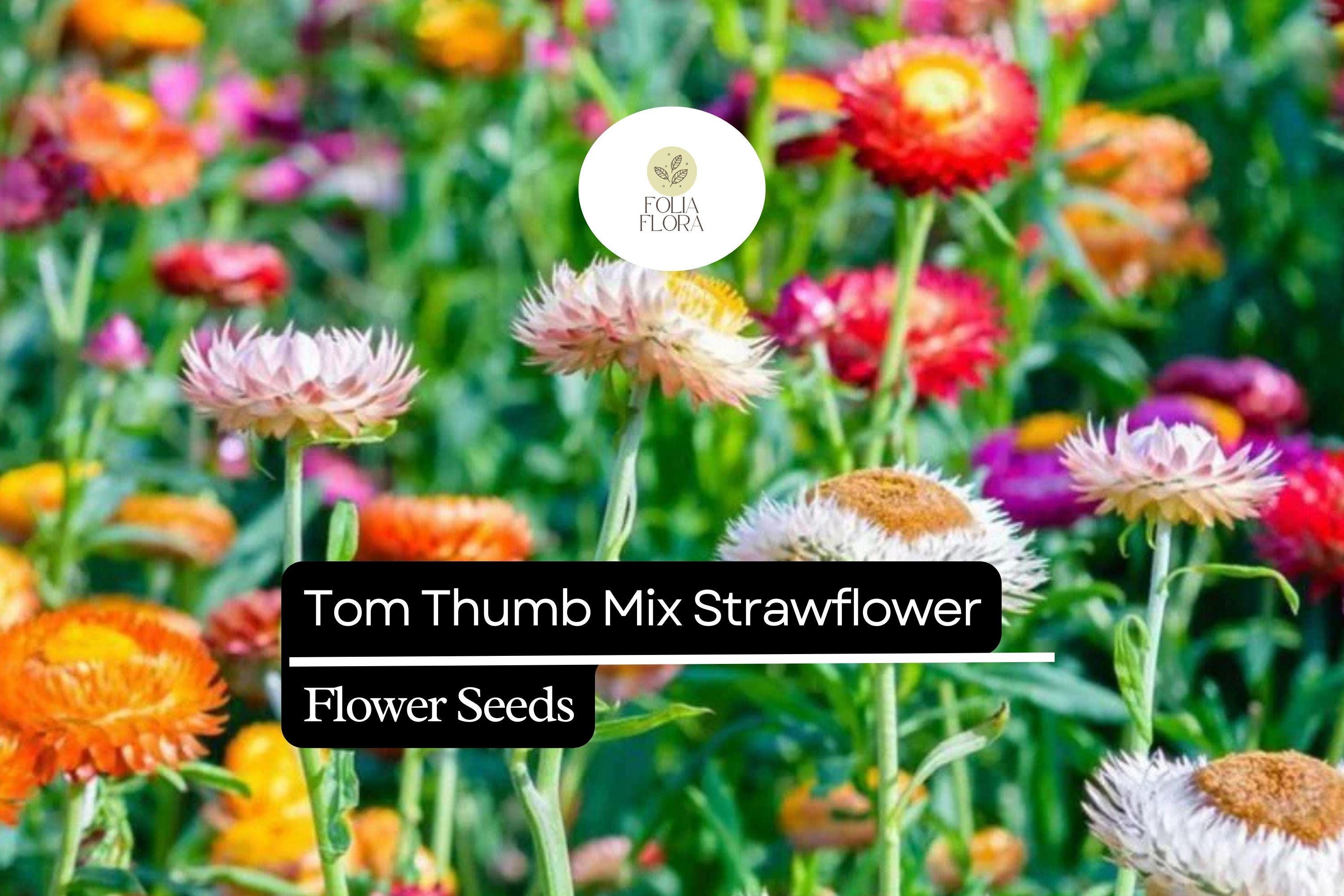 150 Seeds Tom Thumb Mix Strawflower (Helichrysum bracteatum) â€“ Compact Dwarf Variety for Everlasting Blooms