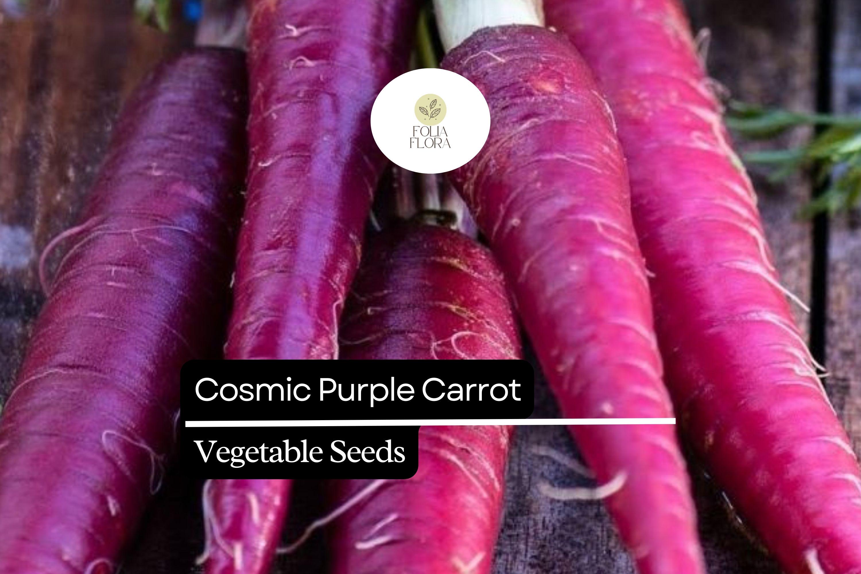 300 Seeds Cosmic Purple Carrot (Daucus carota) â€“ Vibrant Purple Carrots with Sweet Orange Core