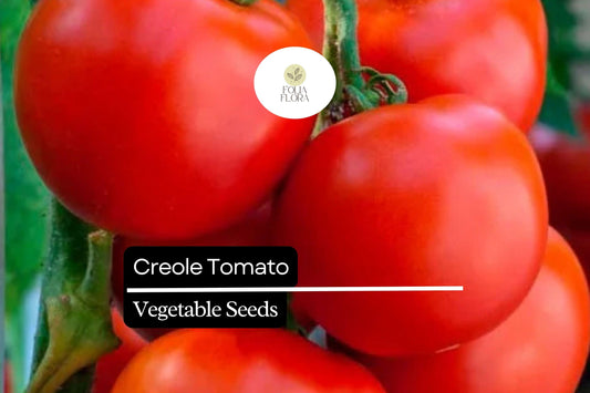 15 Seeds Creole Tomato Heirloom Seed Pack – Sweet Juicy Red Solanum lycopersicum for Garden, Container, and Culinary Use