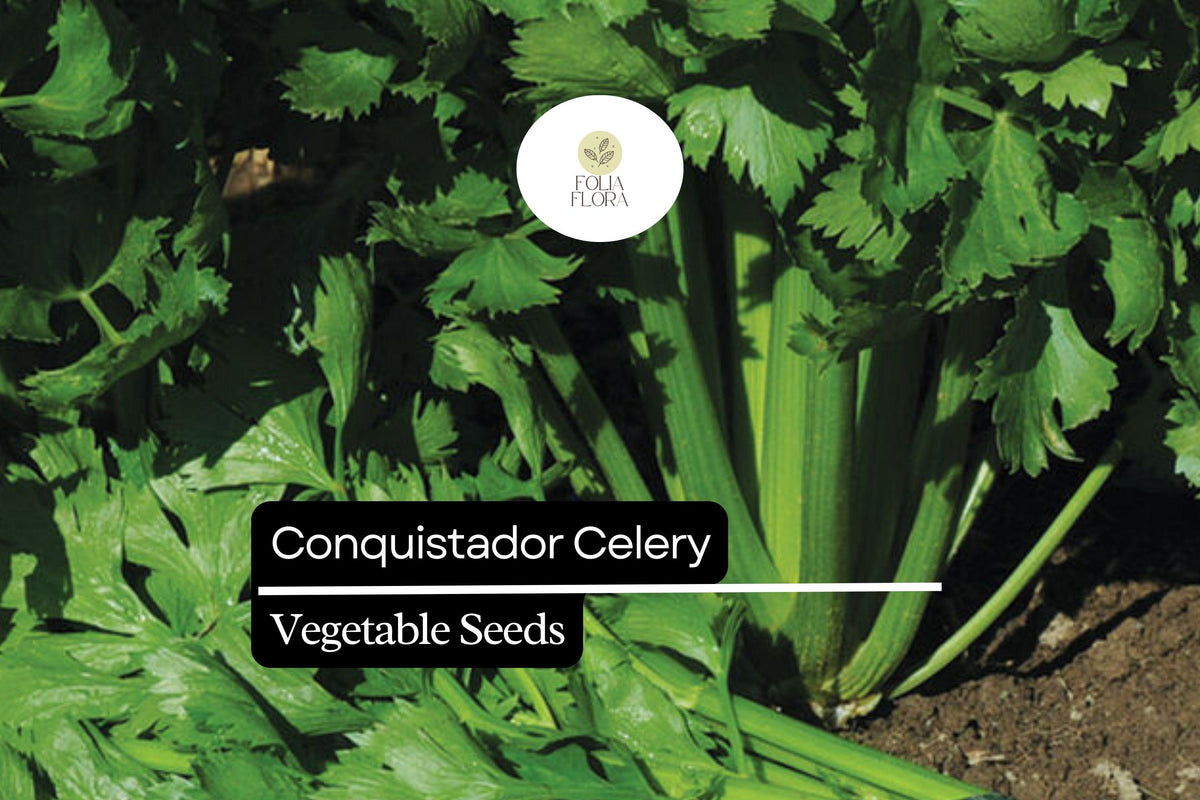 100 Seeds Conquistador Celery (Apium graveolens) â€“ Crisp, Flavorful, High-Yield Variety