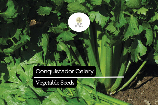 100 Seeds Conquistador Celery (Apium graveolens) â€“ Crisp, Flavorful, High-Yield Variety