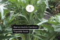 20 Seeds Bianco Avorio Cardoon (Cynara cardunculus) â€“ Unique Edible Ornamental with Tender Stalks