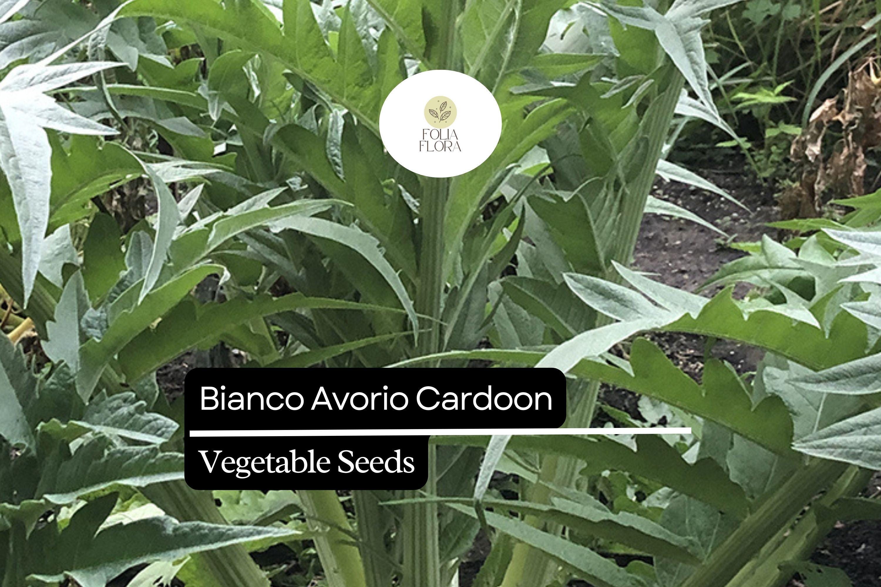 20 Seeds Bianco Avorio Cardoon (Cynara cardunculus) â€“ Unique Edible Ornamental with Tender Stalks
