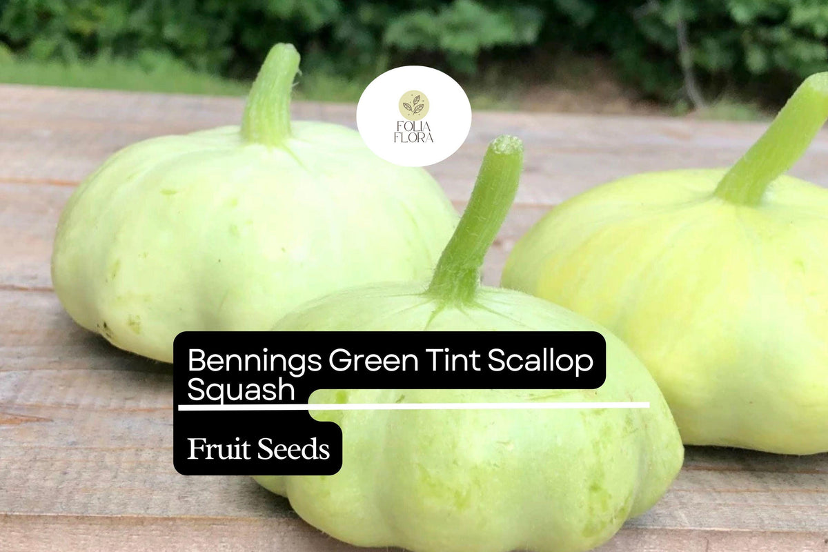 15 Bennings Green Tint Scallop Squash Seeds â€“ Heirloom Pattypan