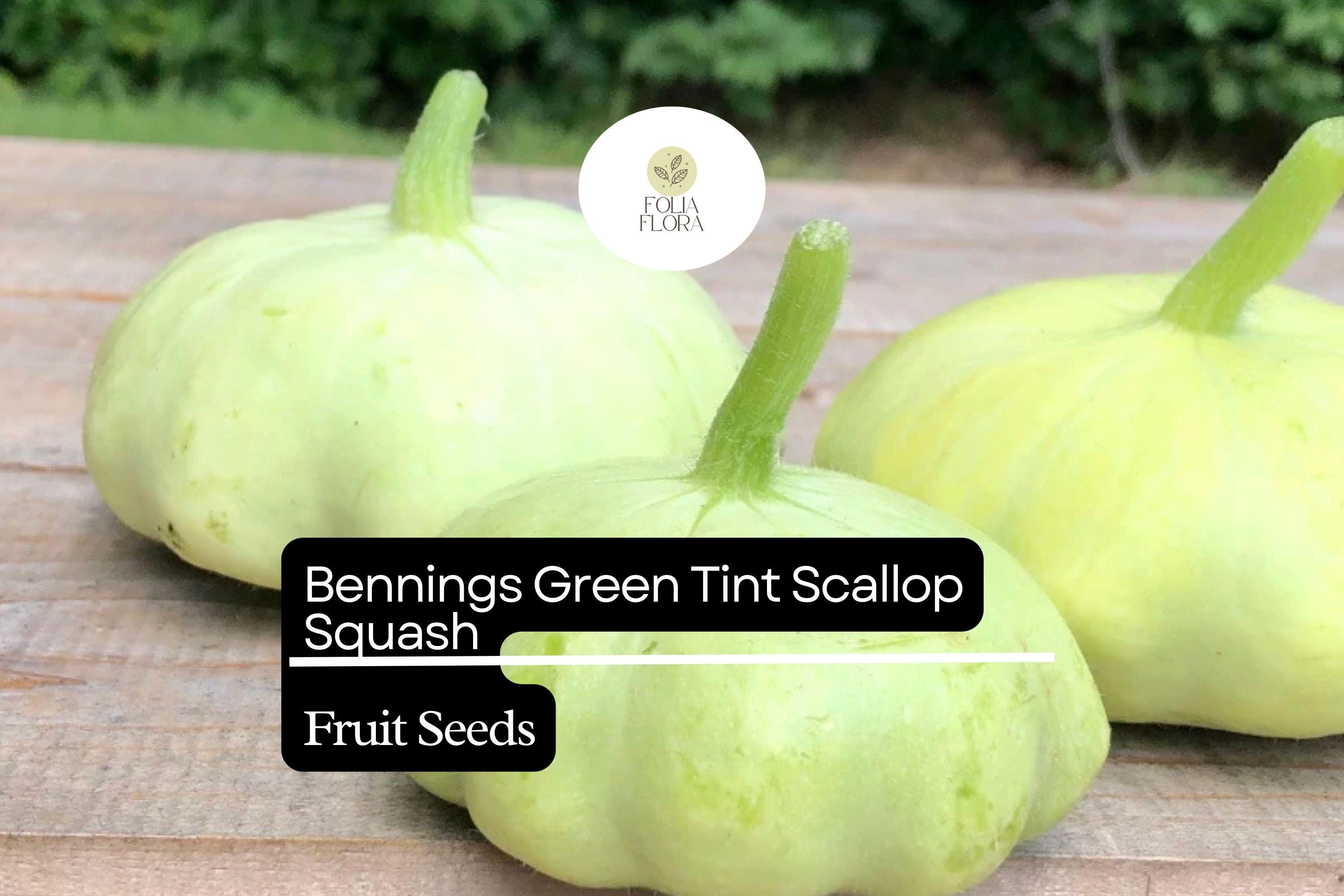 15 Bennings Green Tint Scallop Squash Seeds â€“ Heirloom Pattypan