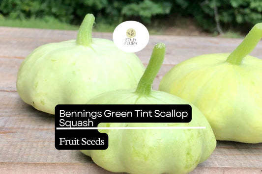 15 Bennings Green Tint Scallop Squash Seeds â€“ Heirloom Pattypan