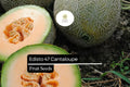 20 Seeds Edisto 47 Cantaloupe (Cucumis melo) â€“ Sweet, Heat-Tolerant Heirloom Melon Variety