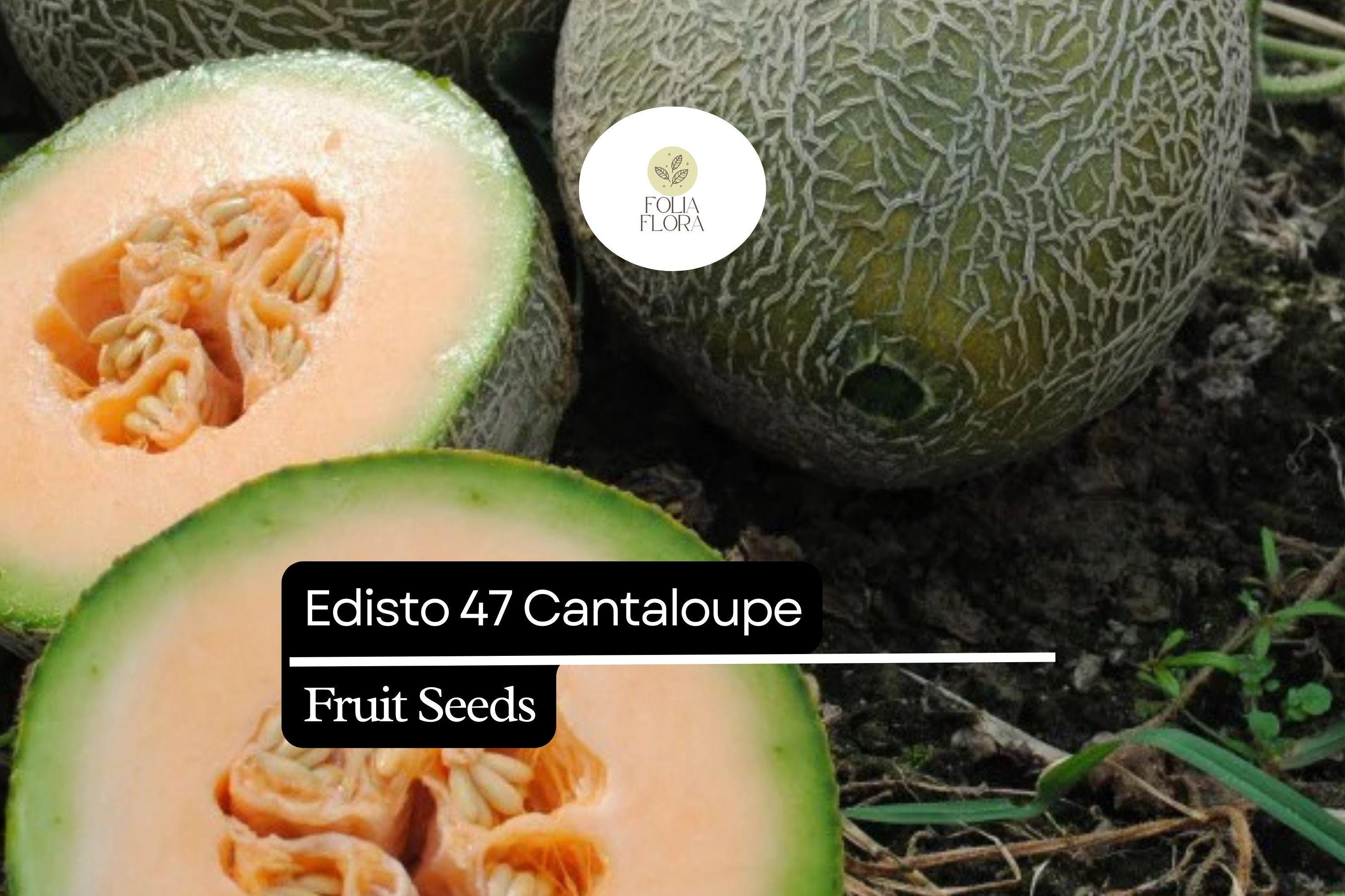 20 Seeds Edisto 47 Cantaloupe (Cucumis melo) â€“ Sweet, Heat-Tolerant Heirloom Melon Variety
