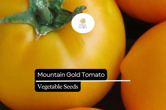 10 Seeds Mountain Gold Tomato (Solanum lycopersicum) â€“ Vibrant Yellow Slicing Variety