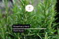 100 Seeds Rosemary (Salvia rosmarinus) â€“ Aromatic Herb for Culinary and Ornamental Gardens