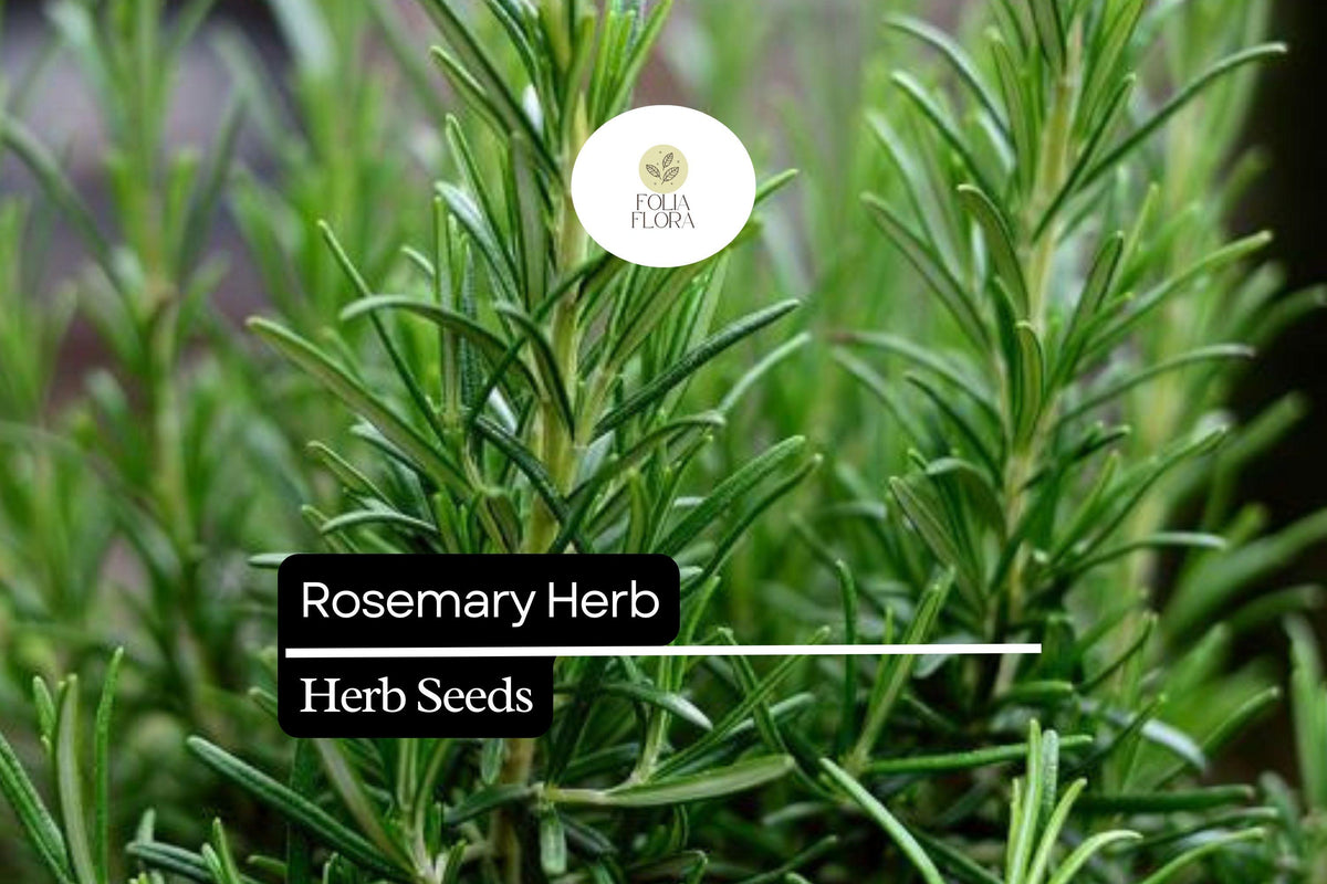 100 Seeds Rosemary (Salvia rosmarinus) â€“ Aromatic Herb for Culinary and Ornamental Gardens