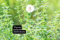 1100 Seeds Thyme (Thymus vulgaris) â€“ Culinary Herb for Cooking, Seasoning, and Pollinator-Friendly Gardens
